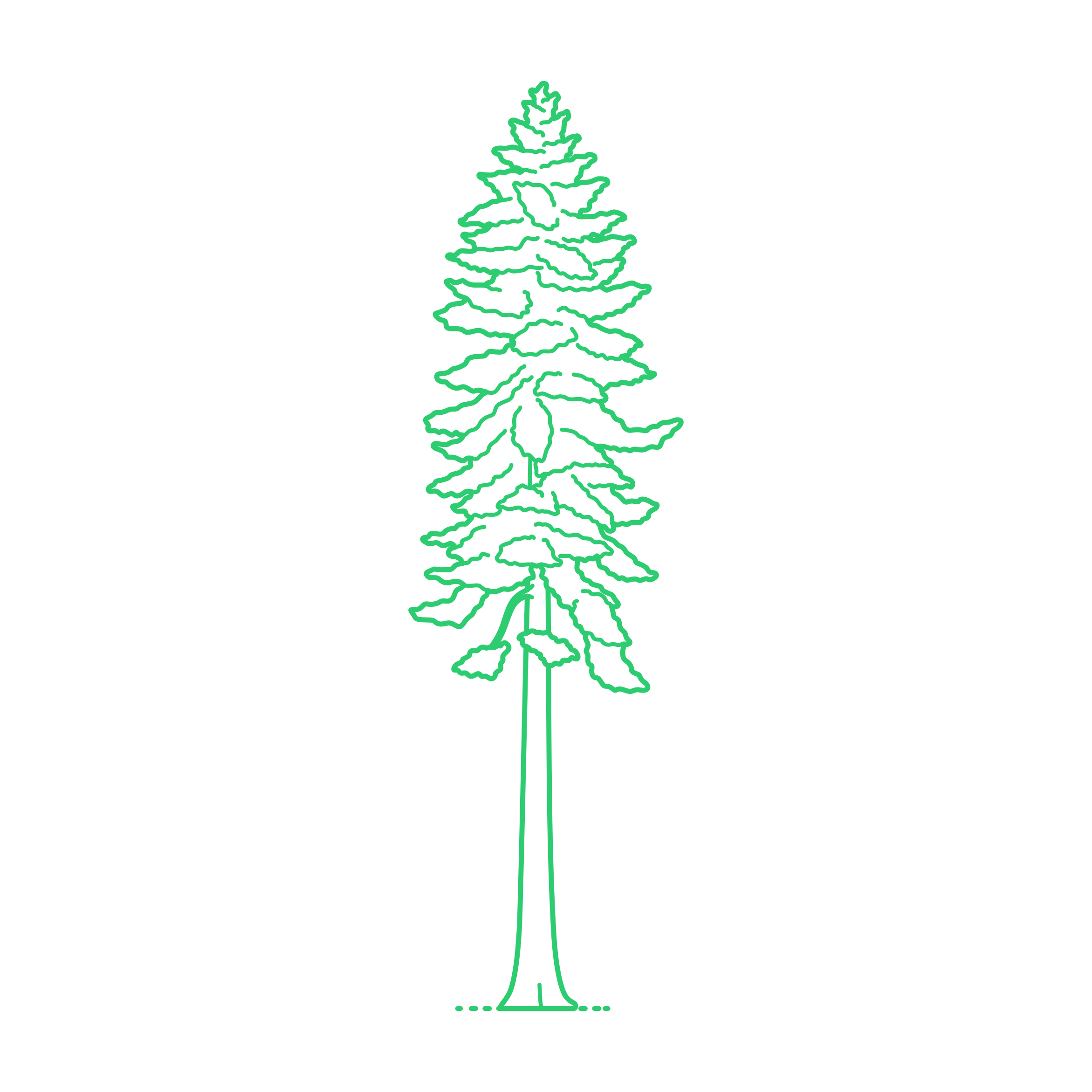 Plants Thujas Western Red Cedar Icon Svg Vector Free Vectors